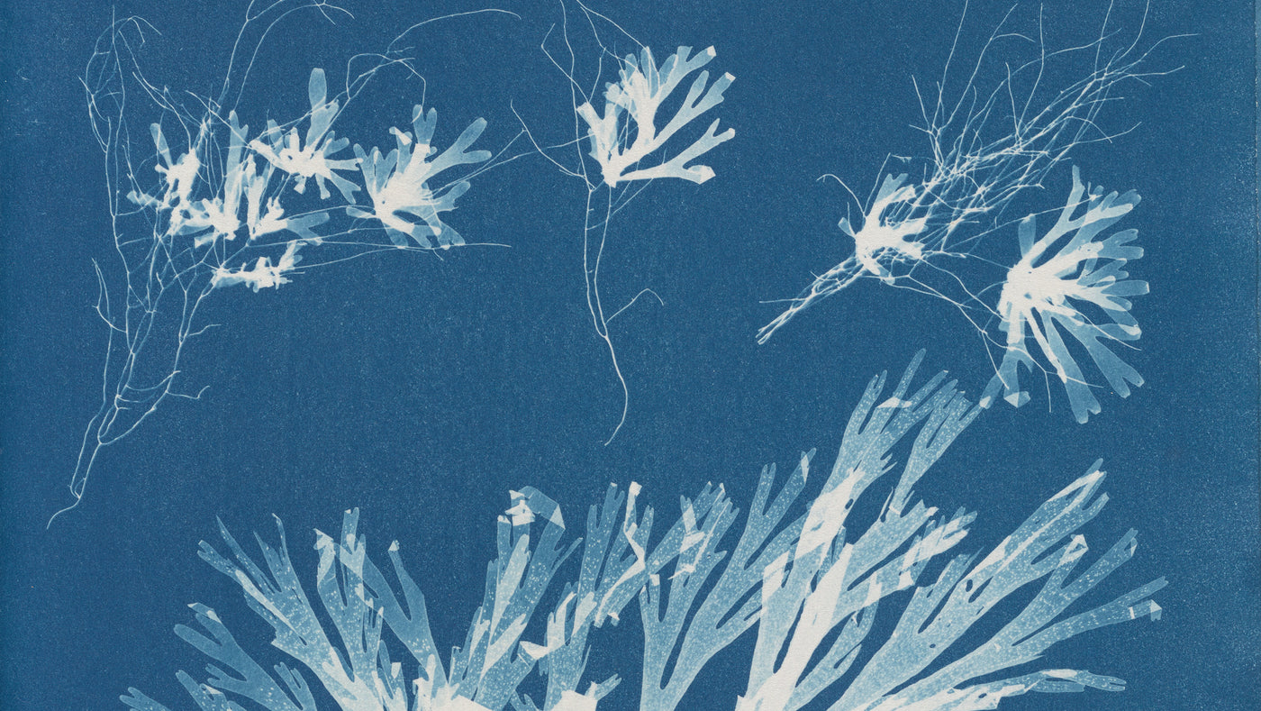 Blue Prints: The Pioneering Photographs of Anna Atkins