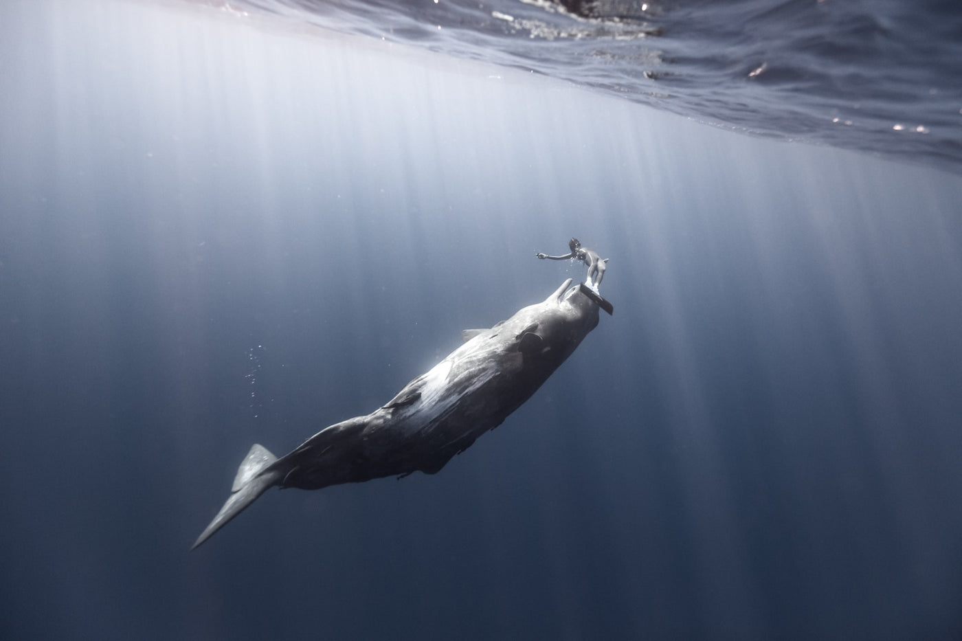 Underwater Photography: Freediving With Whales