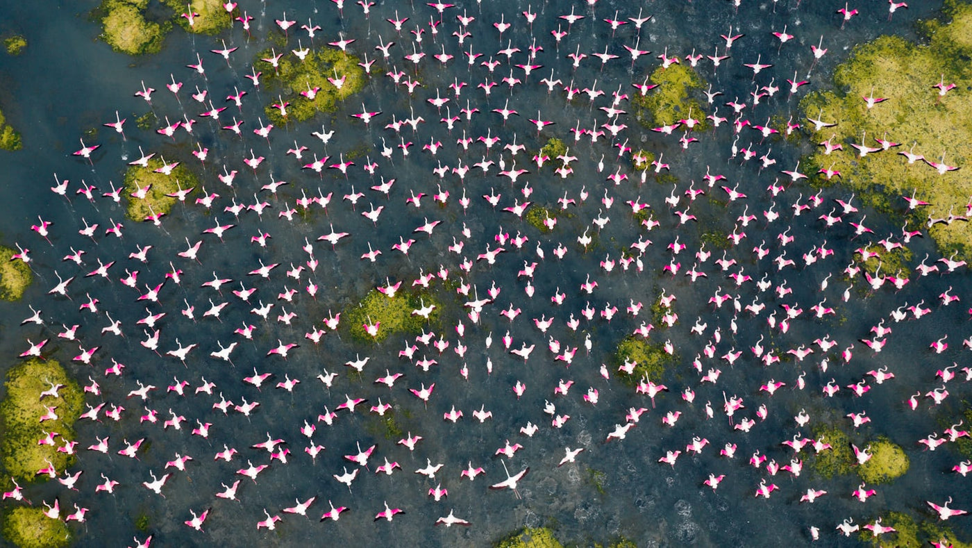 Flamingos  An Aerial Series by Raj Mohan