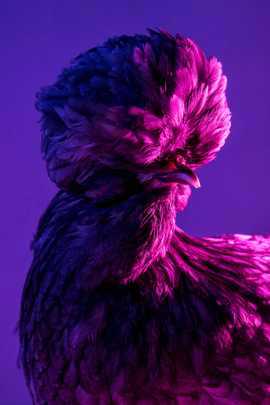 Capturing the Effortless Cool of Chic Chickens